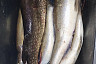 На набережной Саратова ловят последних судаков